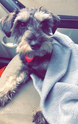 Safe Miniature Schnauzer in Knoxville, TN