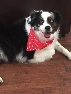 Safe Australian Shepherd in Allen, TX