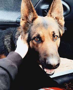Safe German Shepherd Dog in Sarver, PA