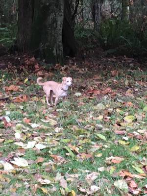 Safe Jack Russell Terrier in Lake Stevens, WA