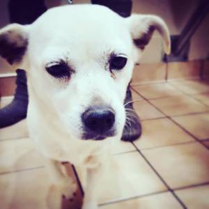 Safe Chihuahua in Pittsburg, CA
