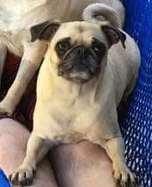 Safe Pug in Harrisburg, PA