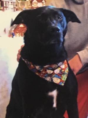 Safe Labrador Retriever in Fort Myers, FL