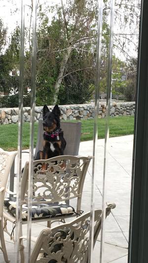 Safe German Shepherd Dog in Rancho Cucamonga, CA