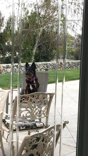 Safe German Shepherd Dog in Rancho Cucamonga, CA