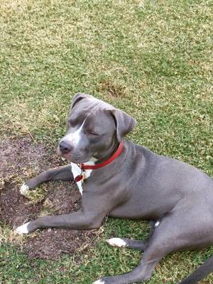 Safe American Staffordshire Terrier in Columbia, SC