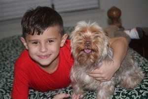 Safe Yorkshire Terrier in Plano, TX