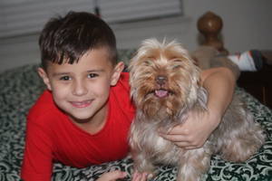 Safe Yorkshire Terrier in Plano, TX