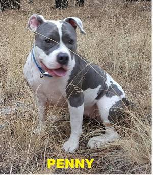 Safe Pit Bull in Mesa, AZ