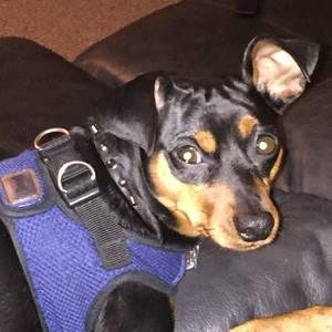 Safe Miniature Pinscher in Jackson, MS