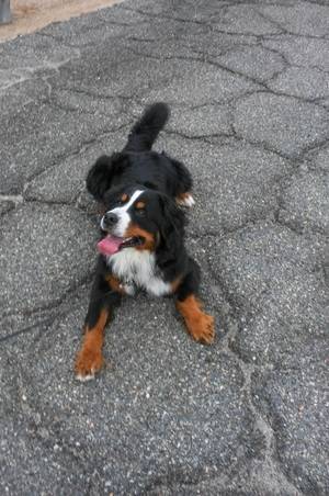 Safe Bernese Mountain Dog in Hampton, VA