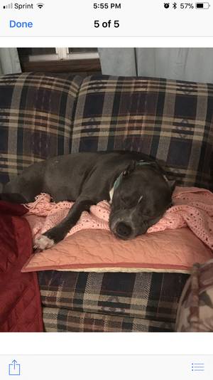 Safe Pit Bull in Bedias, TX