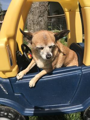 Safe Chihuahua in CONCORD, CA