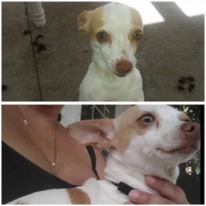 Safe Chihuahua in Deland, FL