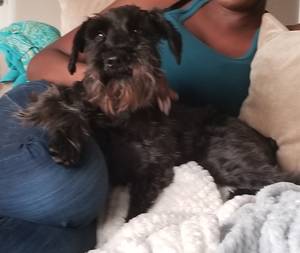 Safe Miniature Schnauzer in Denton, TX