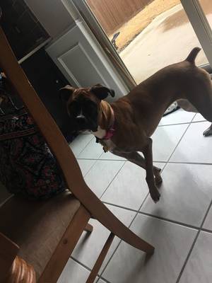 Safe Boxer in Plano, TX