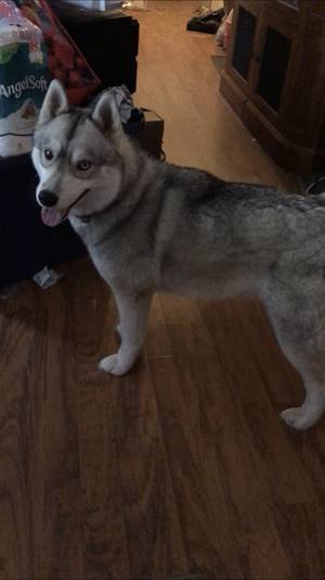 Safe Siberian Husky in Cabot, AR