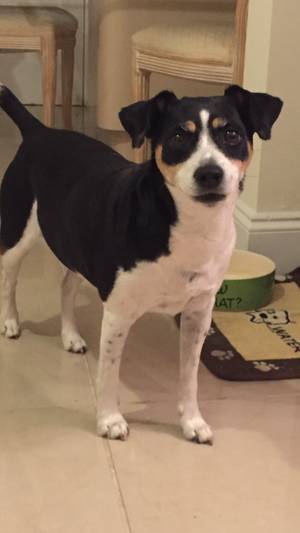 Safe Rat Terrier in Fort Lauderdale, FL