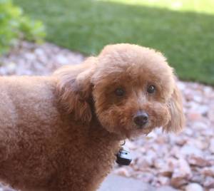 Safe Poodle in Las Vegas, NV