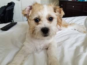 Safe Shih Tzu in Avondale, AZ