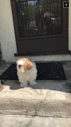 Safe Shih Tzu in New Rochelle, NY