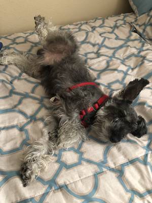 Safe Miniature Schnauzer in Kissimmee, FL