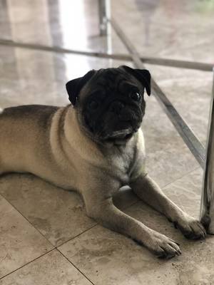 Safe Pug in Miami, FL