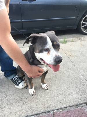 Safe American Staffordshire Terrier in Antioch, CA