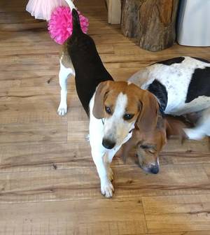 Safe Treeing Walker Coonhound in Worcester, NY