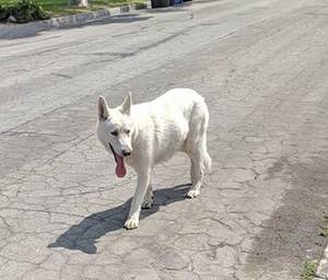 Safe German Shepherd Dog in Downey, CA