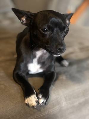 Safe Chihuahua in Plano, TX US