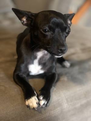 Safe Chihuahua in Plano, TX