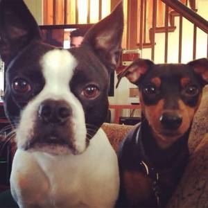 Safe Boston Terrier in Allentown, PA