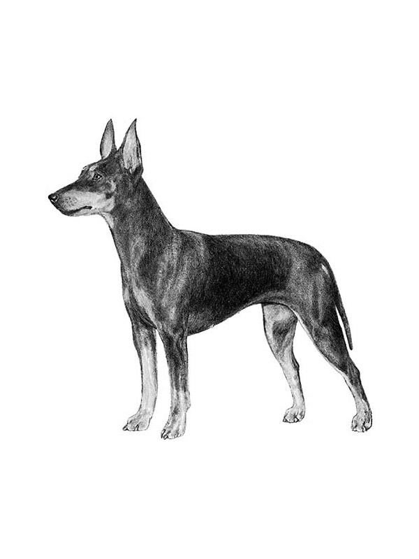 Safe Manchester Terrier in Phoenix, AZ
