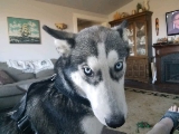 Safe Siberian Husky in Parma, ID