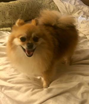 Safe Pomeranian in Hollywood, FL