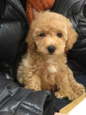 Safe Poodle in Chicago, IL US