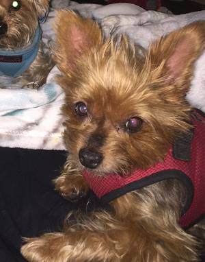 Safe Yorkshire Terrier in Hermosa Beach, CA