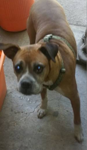 Safe Boxer in San Bernardino, CA