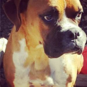 Safe Boxer in San Bernardino, CA