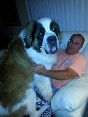 Safe St. Bernard in Saint Petersburg, FL