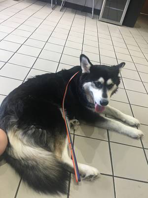 Safe Siberian Husky in Houston, TX