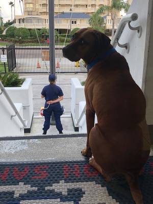 Safe Rhodesian Ridgeback in Clearwater Beach, FL