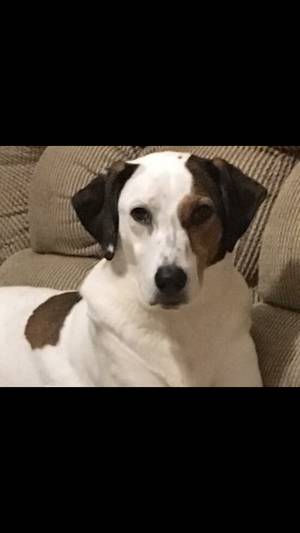 Safe Mutt in Conway, AR