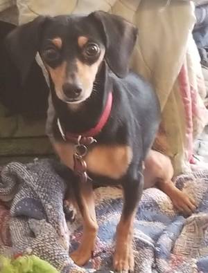 Safe Rat Terrier in Wichita, KS