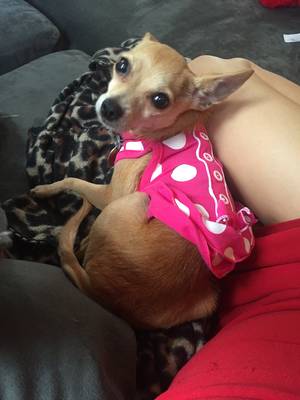 Safe Chihuahua in Pasadena, TX