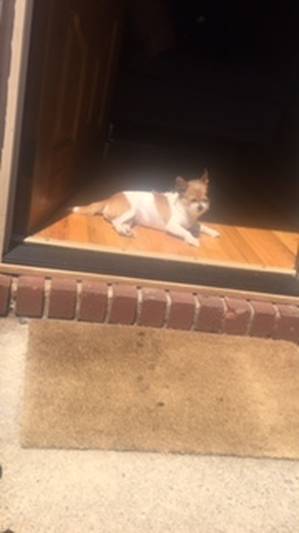Safe Chihuahua in Elmont, NY