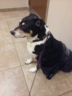 Safe Border Collie in Aurora, IL