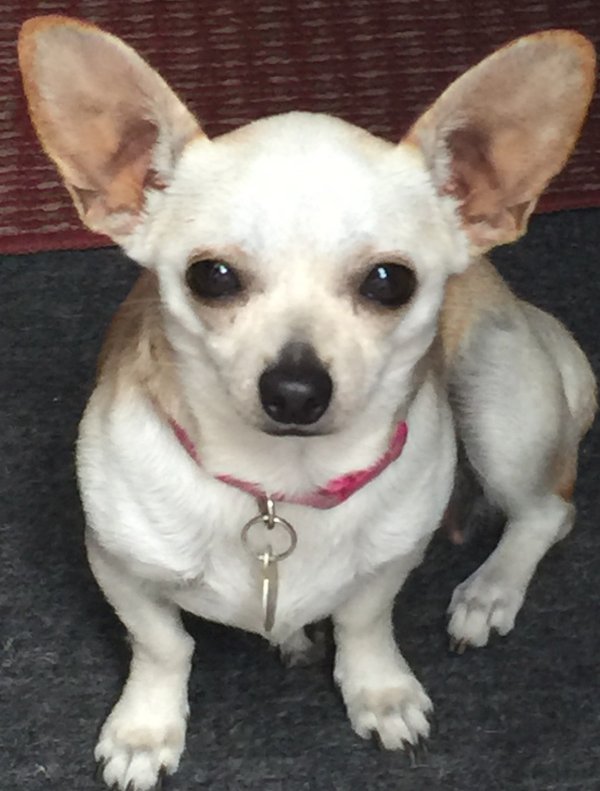 Stolen Chihuahua in Key West, FL