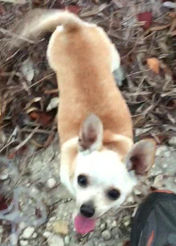 Lost Chihuahua 